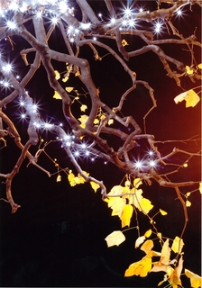 kirakira2011_大賞.jpg